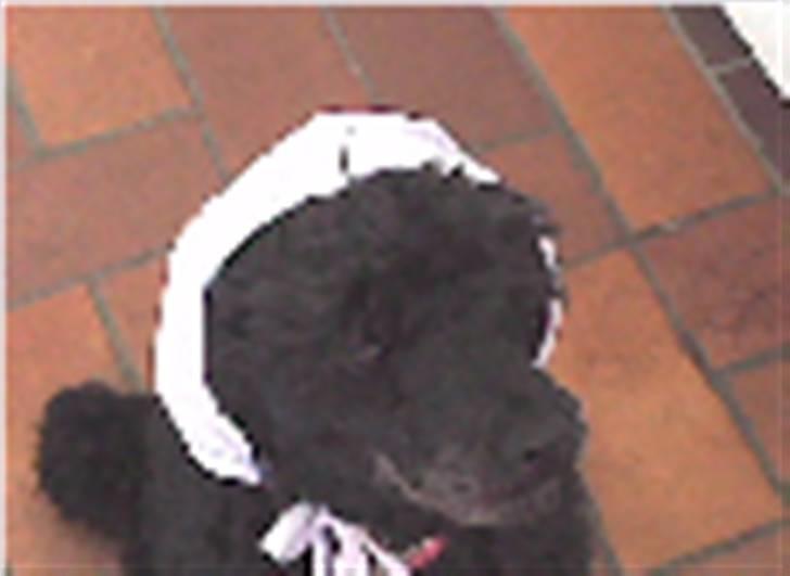 Dværgpuddel Rosa billede 4