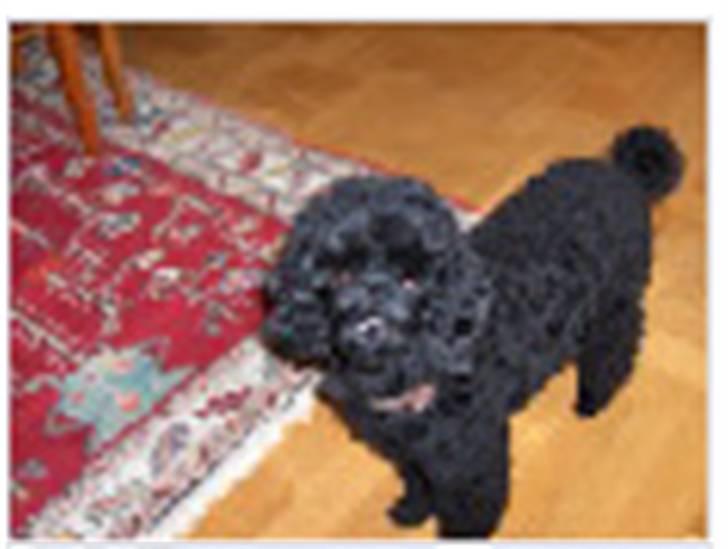 Dværgpuddel Rosa billede 5