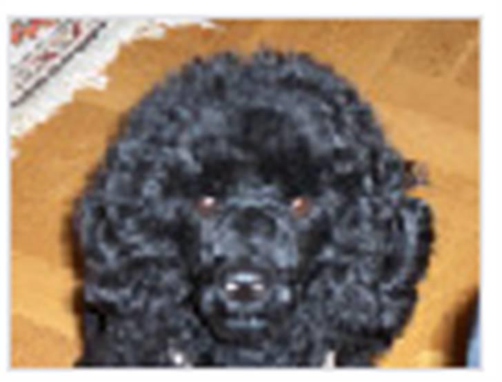 Dværgpuddel Rosa billede 6