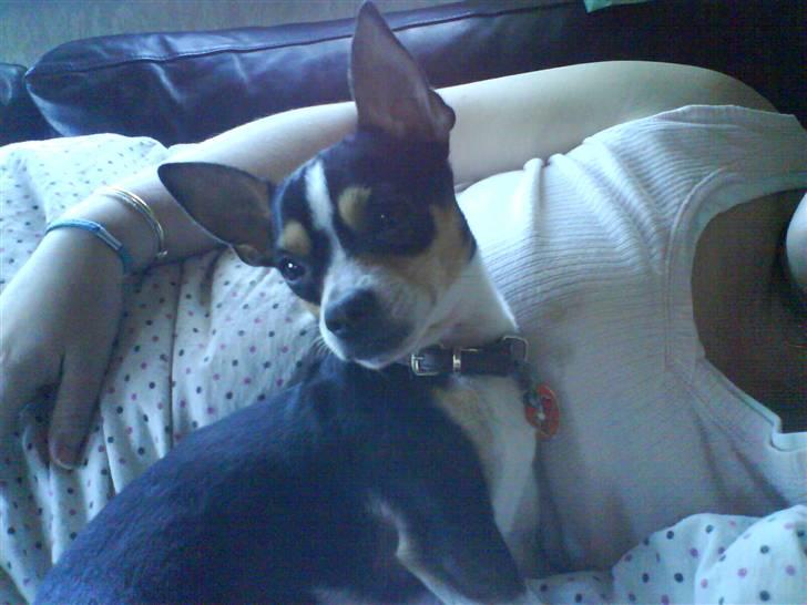 Chihuahua Daffy billede 4