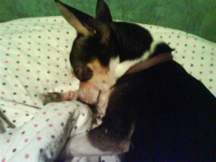 Chihuahua Daffy billede 5