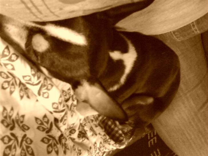 Chihuahua Daffy billede 6