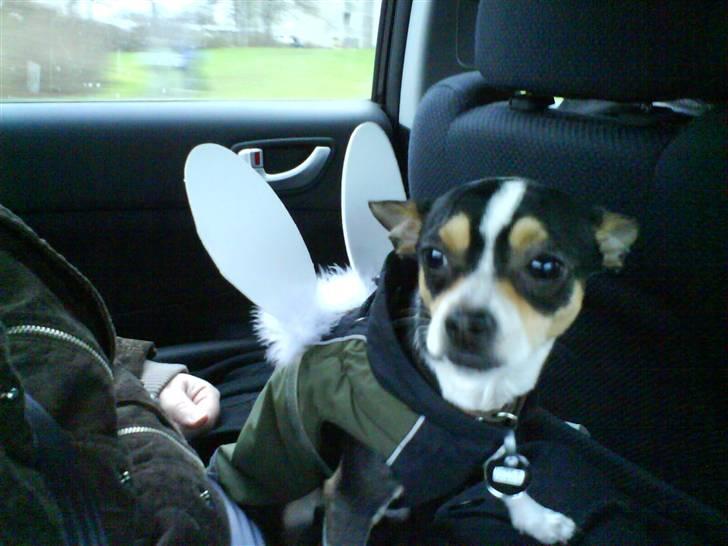 Chihuahua Daffy billede 8