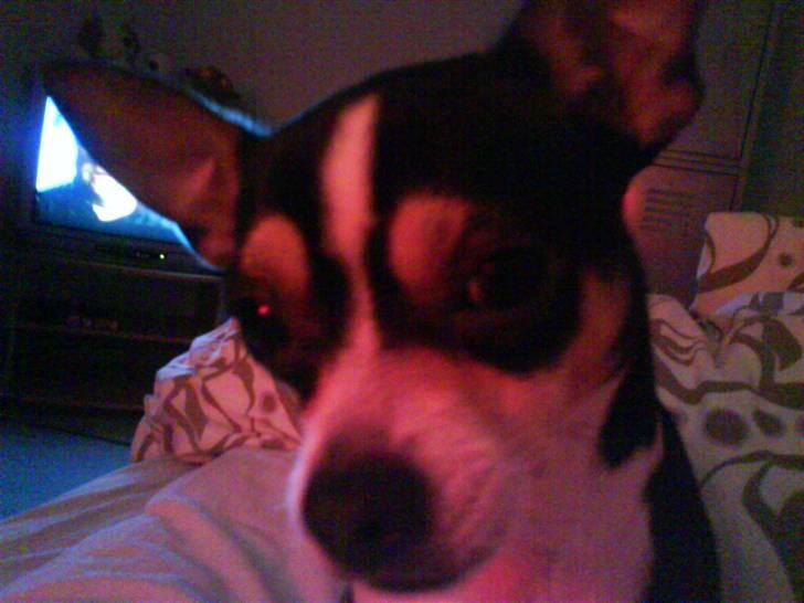 Chihuahua Daffy billede 9