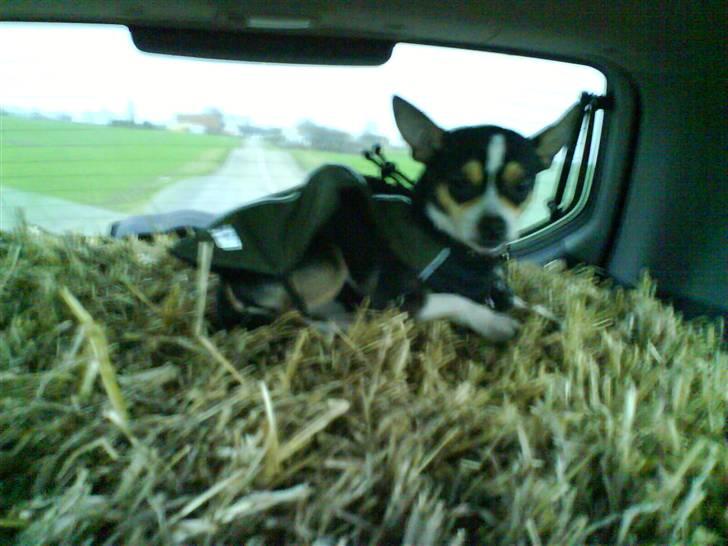 Chihuahua Daffy billede 10