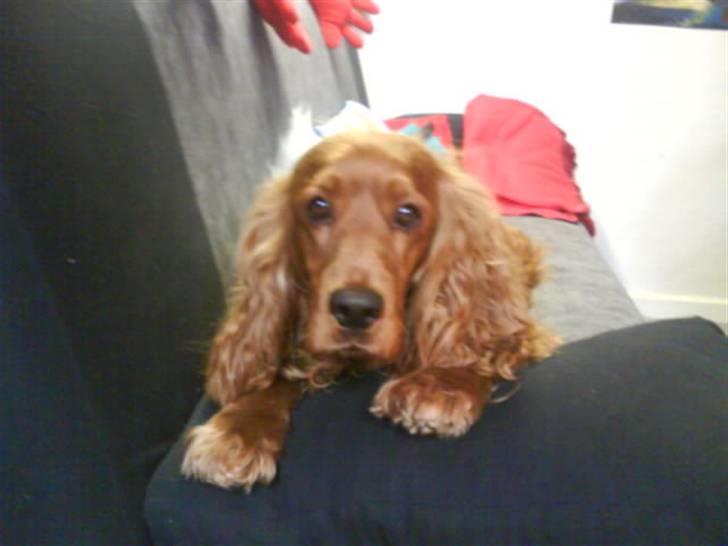 Cocker spaniel Magnus  billede 13