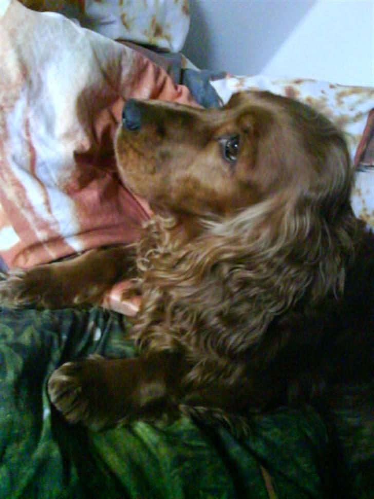 Cocker spaniel Magnus  billede 14