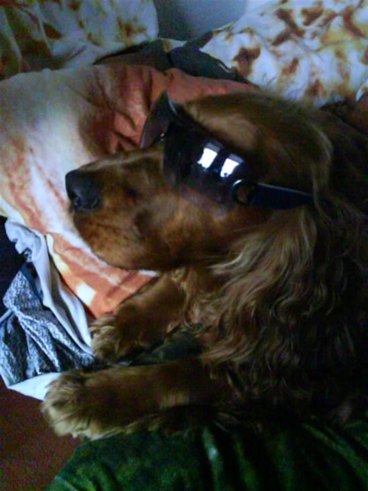 Cocker spaniel Magnus  - haha se lige mig med solbriller på ! :) billede 15