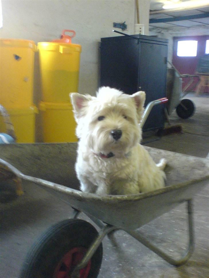 West highland white terrier hjortbak artamis of zeus  - Mille i stalden.  billede 12