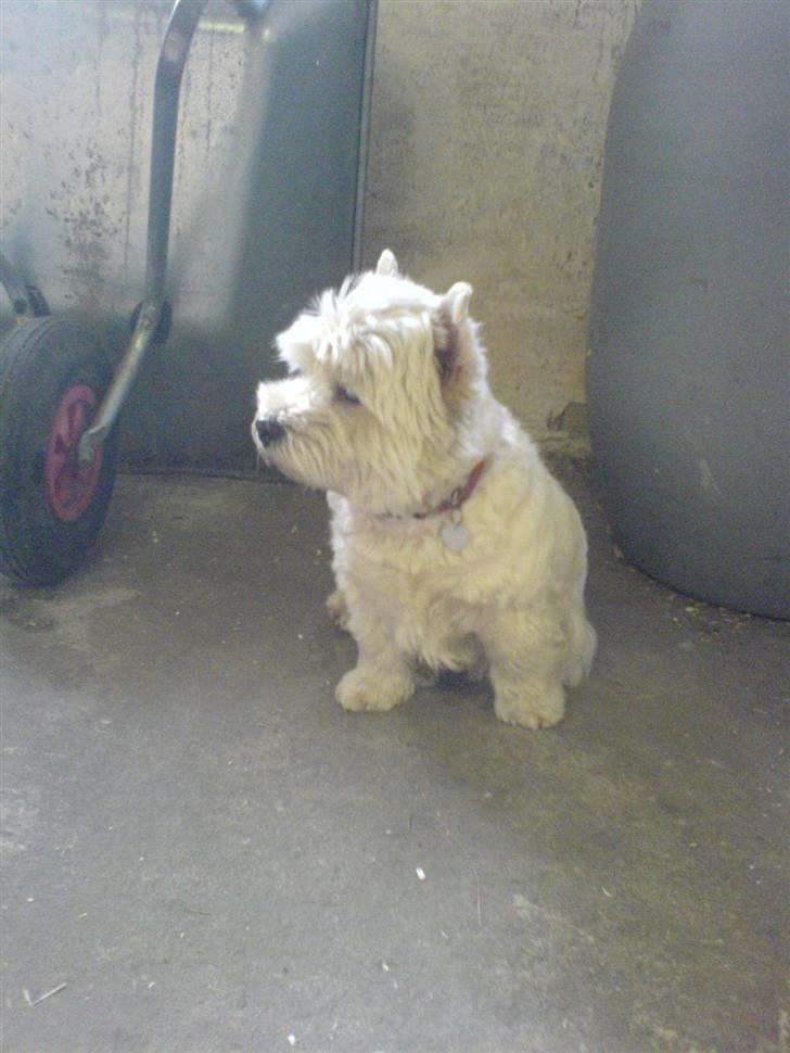West highland white terrier hjortbak artamis of zeus  - Mille i stalden.  billede 13