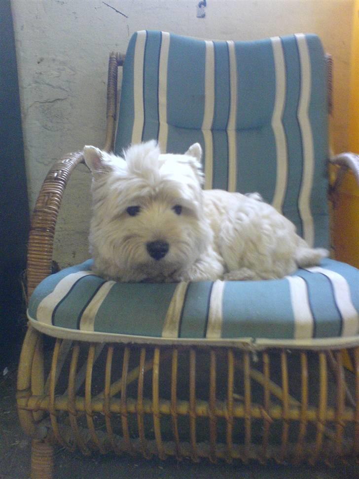 West highland white terrier hjortbak artamis of zeus  - Mille i stalden.  billede 14