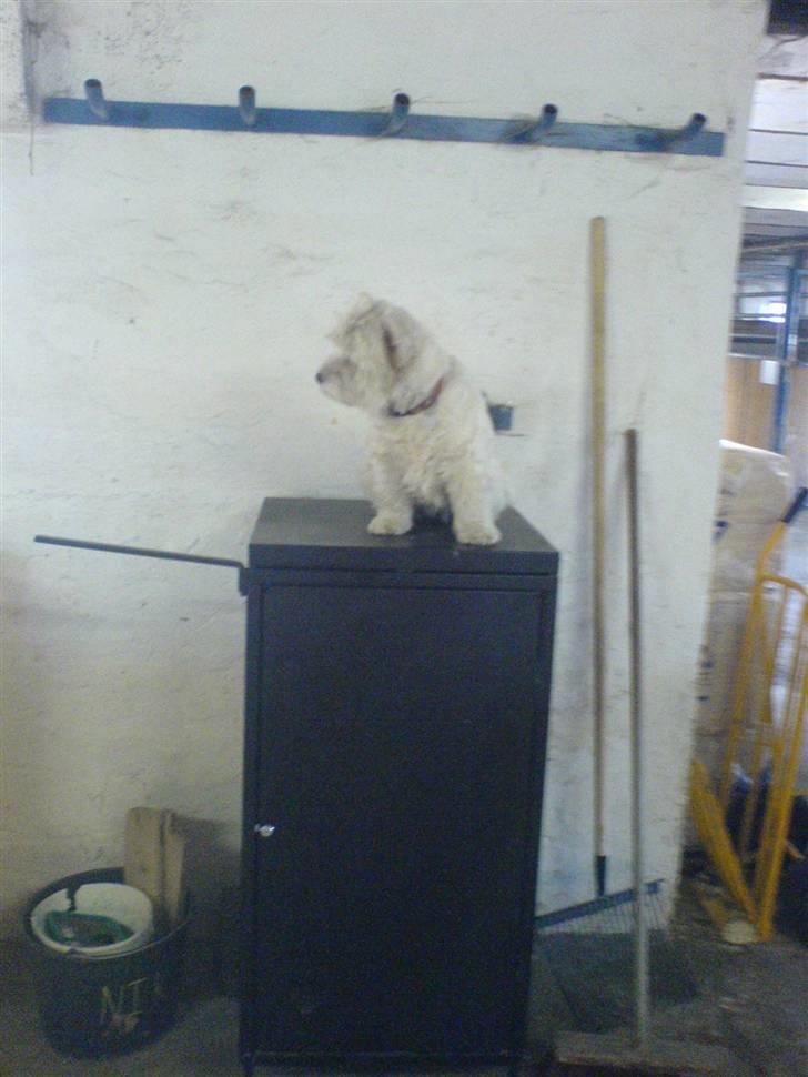 West highland white terrier hjortbak artamis of zeus  - Mille i stalden.  billede 15