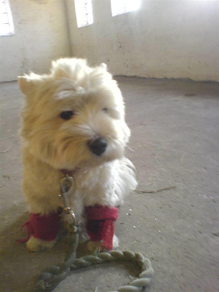 West highland white terrier hjortbak artamis of zeus  - Mille i stalden.  billede 16