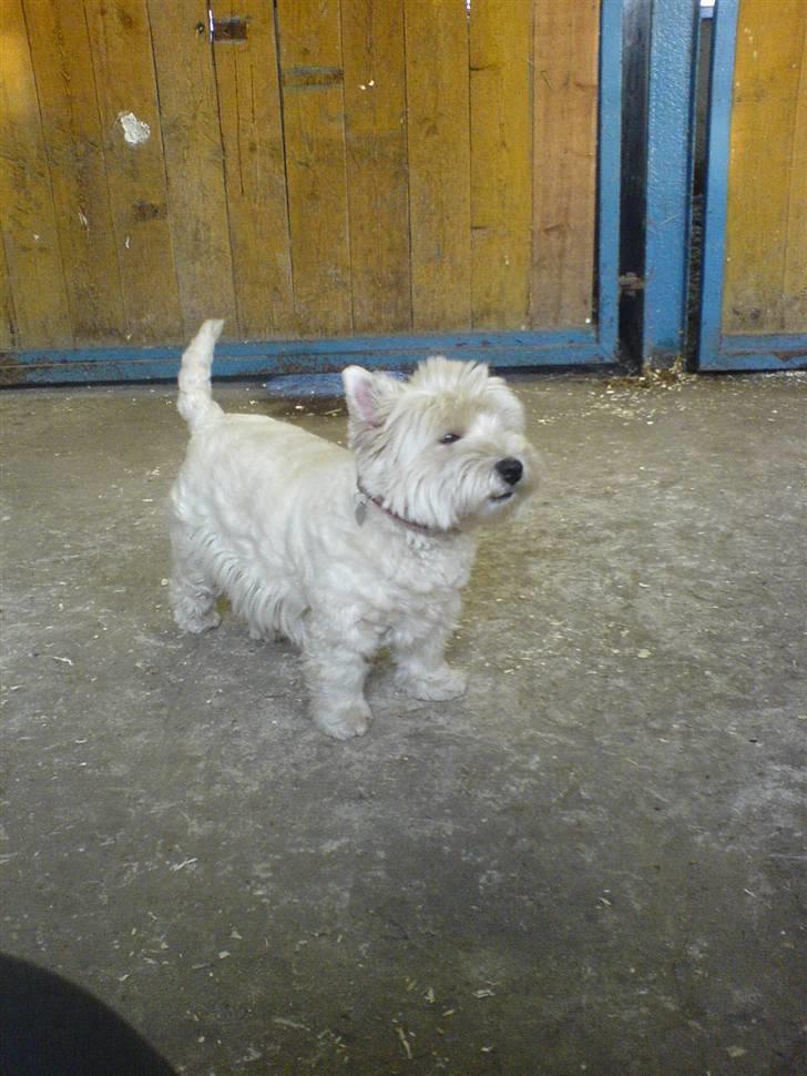West highland white terrier hjortbak artamis of zeus  - Mille i stalden.  billede 17
