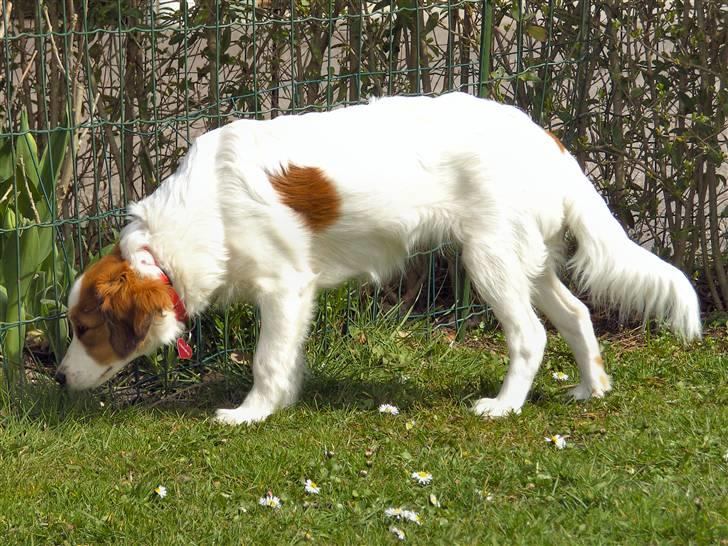 Kooikerhondje Molly billede 7