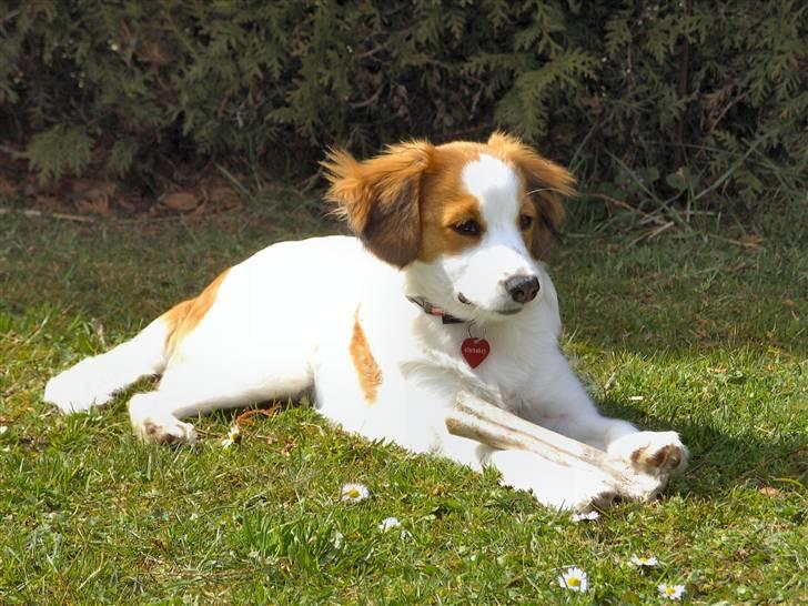 Kooikerhondje Molly billede 8