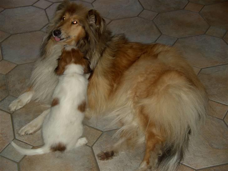 Kooikerhondje Molly - Gi´r du ikke et kys??? billede 9