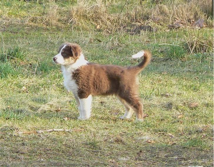 Australian shepherd Indis of Tailwind - 10 uger gammel billede 2