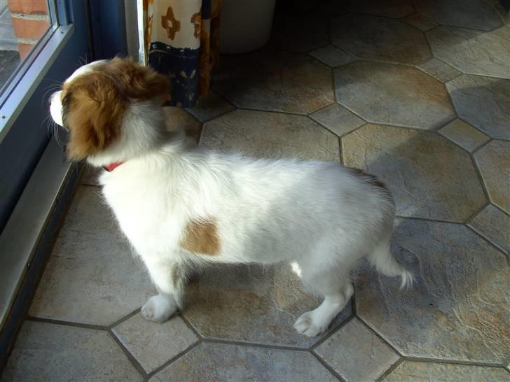 Kooikerhondje Molly - Ser jeg tyk ud fra denne vinkel? billede 10