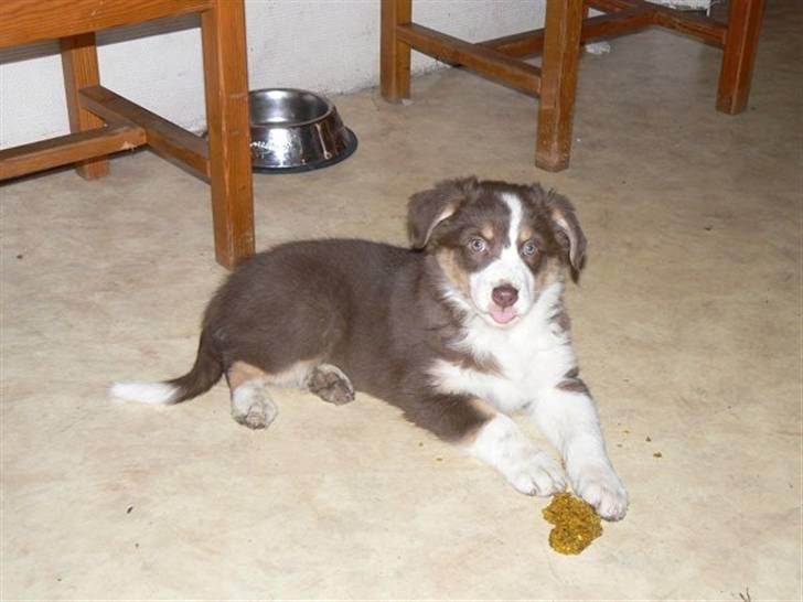 Australian shepherd Indis of Tailwind - 8 uger gammel, netop ankommet til Danmark billede 5