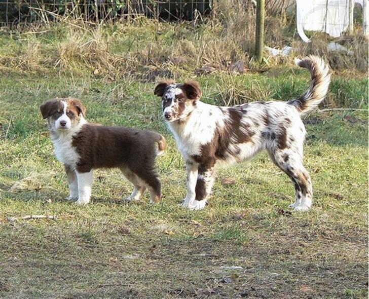 Australian shepherd Indis of Tailwind - Her sammen med min bedste ven billede 6