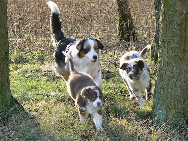 Australian shepherd Indis of Tailwind - Kom venner, vi skal finde bolden billede 7