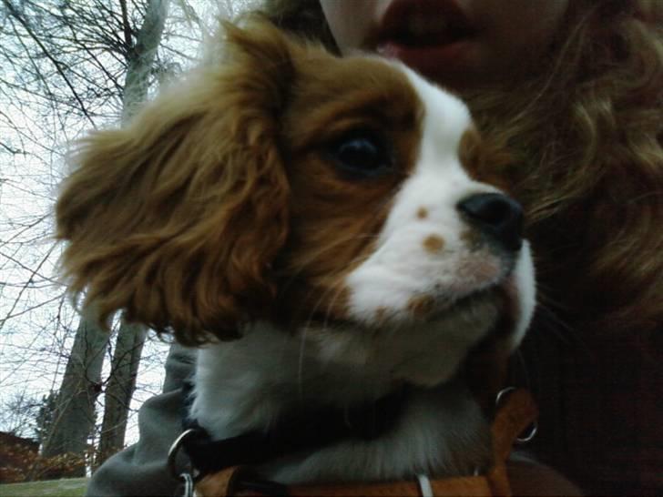 Cavalier king charles spaniel Chester billede 12