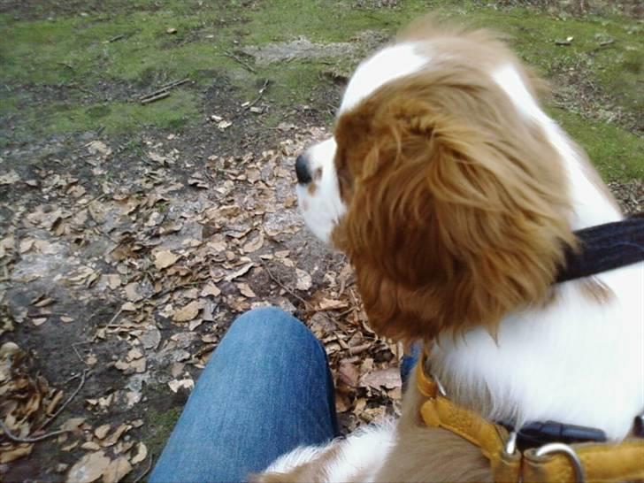 Cavalier king charles spaniel Chester billede 13