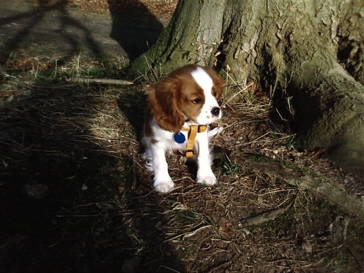 Cavalier king charles spaniel Chester billede 16