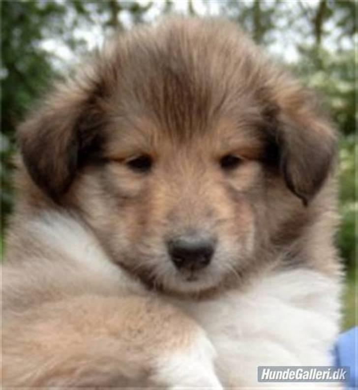 Collie langhåret The Sound of Music, Bella - Bella som helt lille bette hvalp :O) billede 14