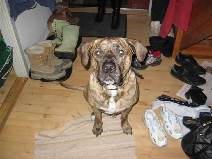 Blanding af racer Chang R.I.P. billede 13