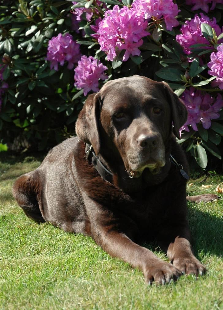 Labrador retriever Nutella billede 1