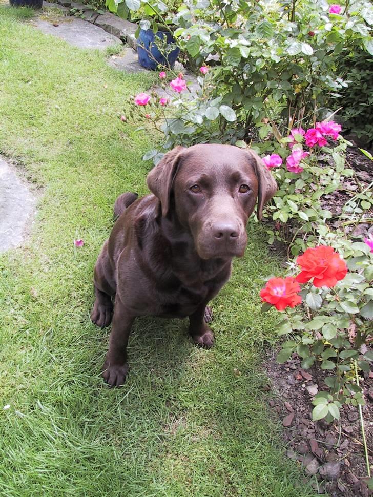 Labrador retriever Nutella billede 2