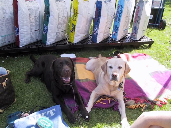 Labrador retriever Nutella billede 3