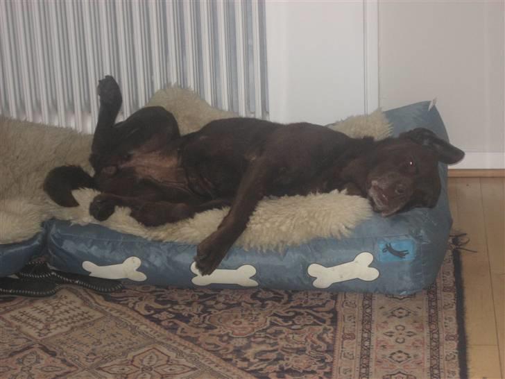 Labrador retriever Nutella billede 4