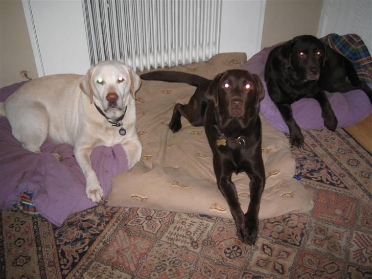 Labrador retriever Nutella billede 5