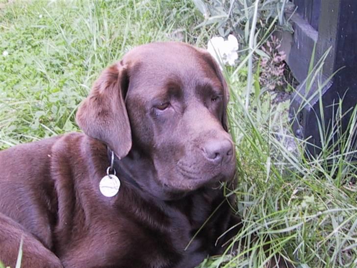 Labrador retriever Nutella billede 6