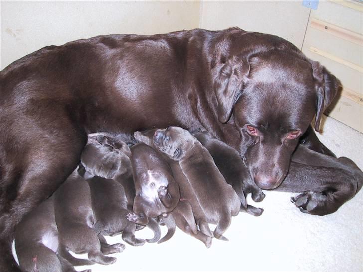 Labrador retriever Nutella billede 7