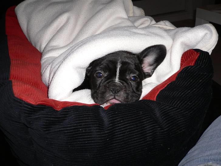 Fransk bulldog Buffy billede 8