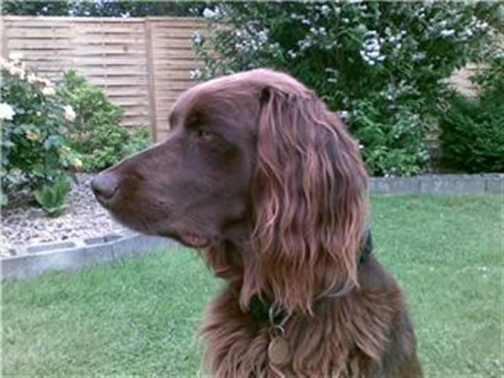 Langhåret hønsehund Annabell billede 1