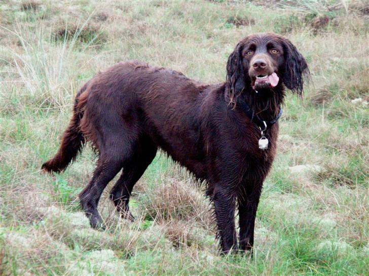 Langhåret hønsehund Annabell billede 2