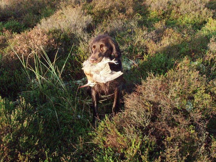 Langhåret hønsehund Annabell billede 3