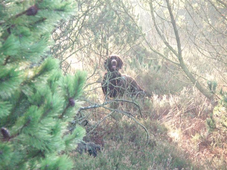 Langhåret hønsehund Annabell billede 4