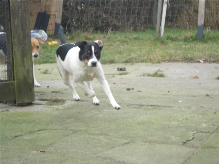 Dansk svensk gaardhund RIP Mille billede 1