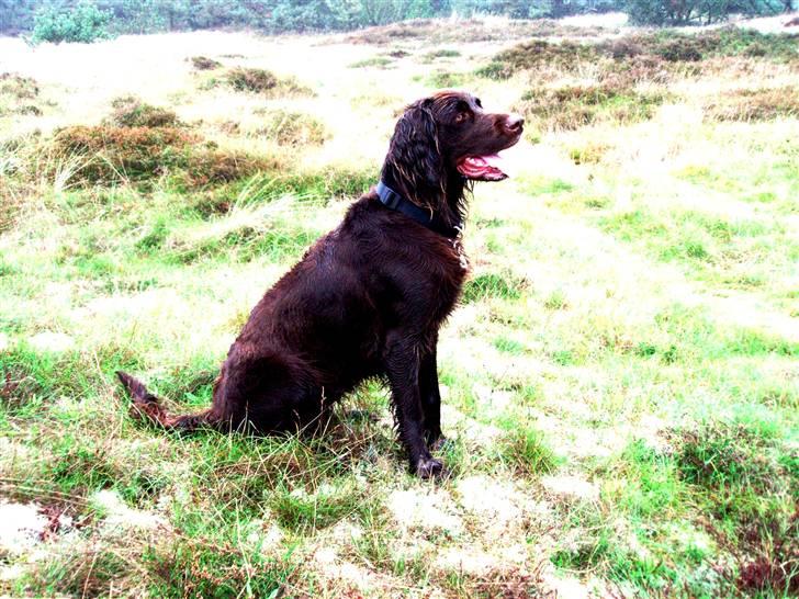 Langhåret hønsehund Annabell billede 5