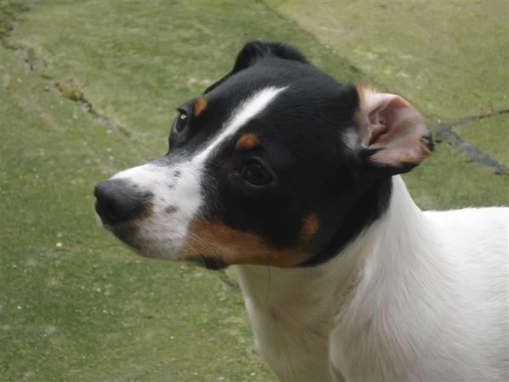 Dansk svensk gaardhund RIP Mille billede 2