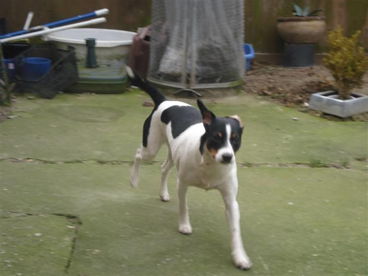 Dansk svensk gaardhund RIP Mille billede 3