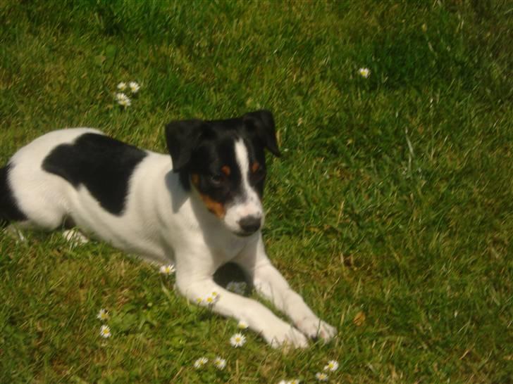 Dansk svensk gaardhund RIP Mille billede 4