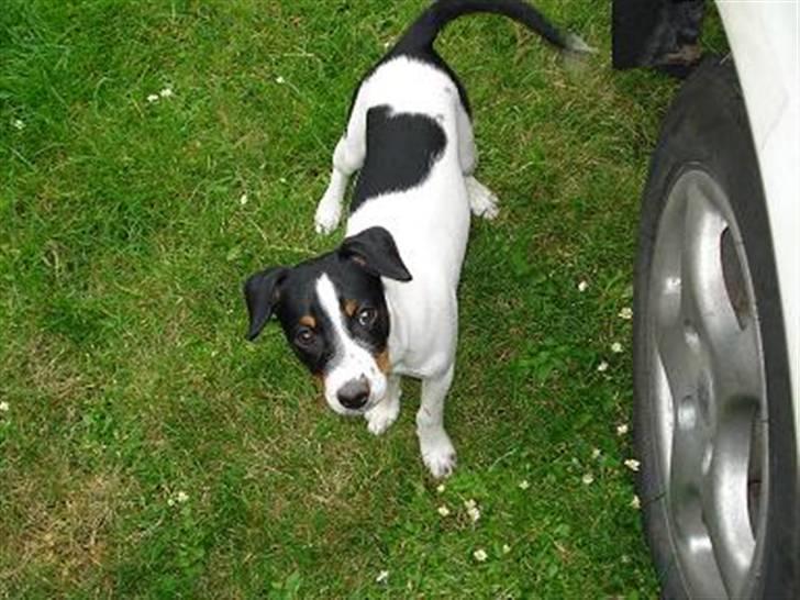 Dansk svensk gaardhund RIP Mille billede 5