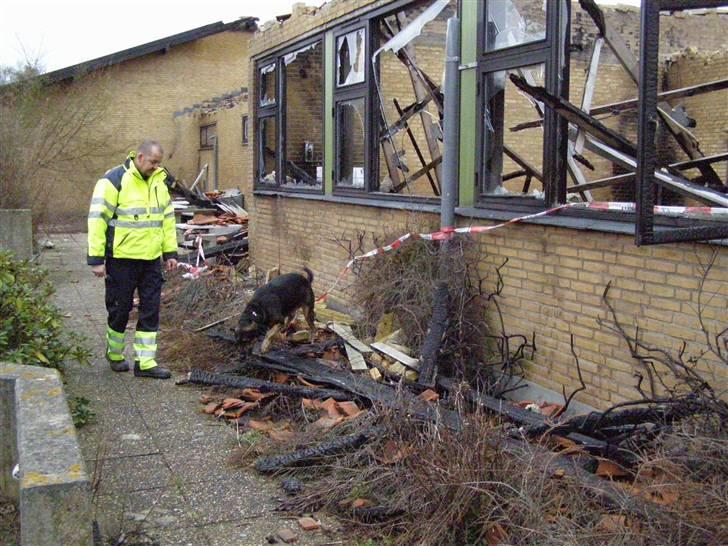 Blanding af racer Bosco - Træningssekvens på brandsted. billede 15